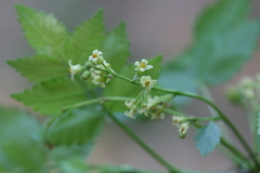 Bursera penicellata